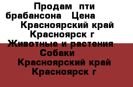 Продам  пти брабансона › Цена ­ 20 000 - Красноярский край, Красноярск г. Животные и растения » Собаки   . Красноярский край,Красноярск г.